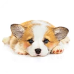 puppy eyes android application logo